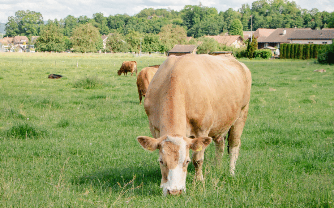 Ein Schritt zu mehr Tierwohl und Transparenz – Hoftötung für die Direktvermarktung