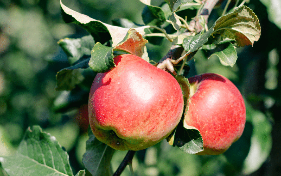 Znüni-Äpfel für dein Unternehmen